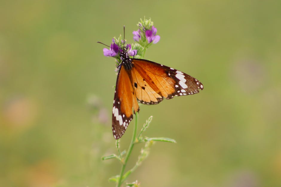 3 : img_1 - Butterfly on a flower representing growth
